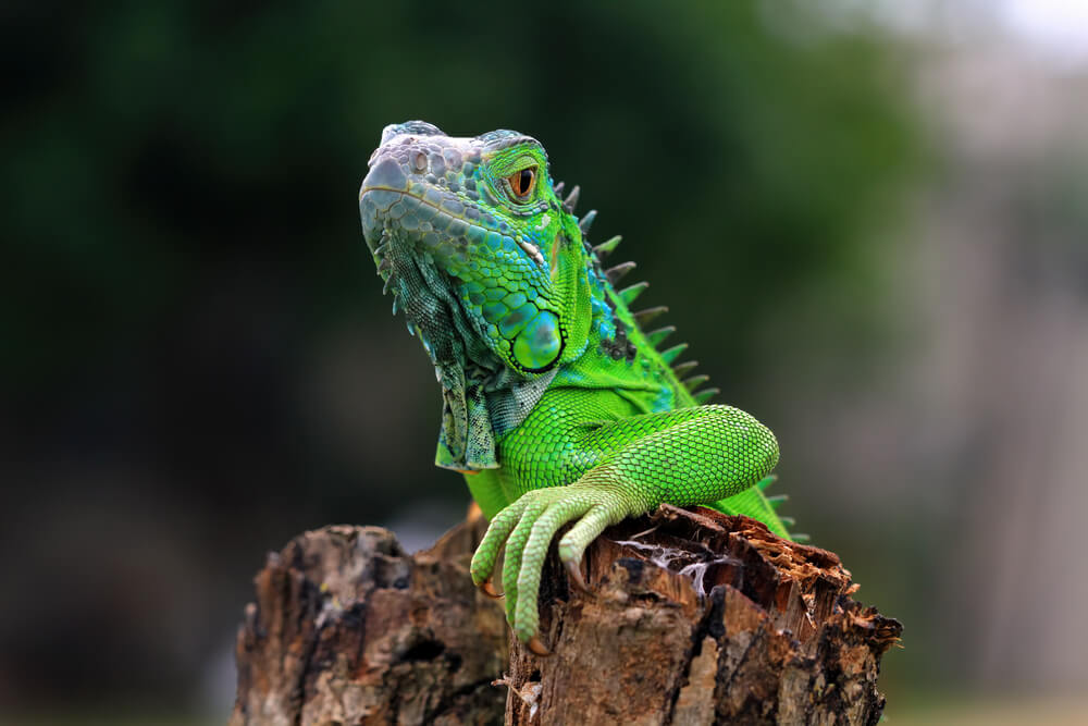 green-iguana-closeup-wood-animal-closeup-reptile-closeup