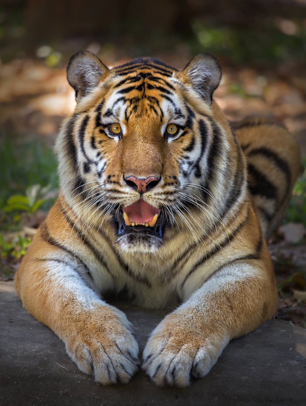 tiger-looking-with-open-mouth